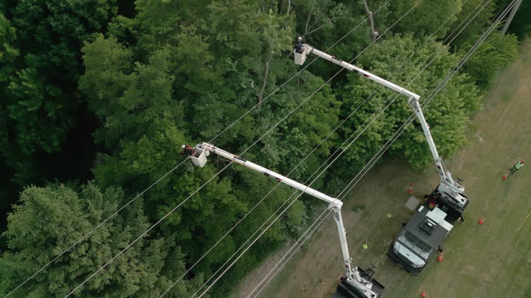 Best Tree Trimming and Pruning  in Coaldale, PA